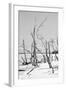 Cuba Fuerte Collection B&W - Desert of White Trees VI-Philippe Hugonnard-Framed Photographic Print
