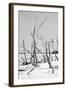 Cuba Fuerte Collection B&W - Desert of White Trees VI-Philippe Hugonnard-Framed Photographic Print