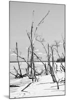 Cuba Fuerte Collection B&W - Desert of White Trees VI-Philippe Hugonnard-Mounted Photographic Print