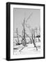 Cuba Fuerte Collection B&W - Desert of White Trees VI-Philippe Hugonnard-Framed Photographic Print