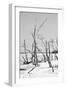 Cuba Fuerte Collection B&W - Desert of White Trees VI-Philippe Hugonnard-Framed Photographic Print