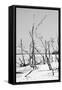 Cuba Fuerte Collection B&W - Desert of White Trees VI-Philippe Hugonnard-Framed Stretched Canvas