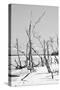 Cuba Fuerte Collection B&W - Desert of White Trees VI-Philippe Hugonnard-Stretched Canvas