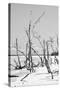 Cuba Fuerte Collection B&W - Desert of White Trees VI-Philippe Hugonnard-Stretched Canvas