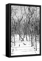 Cuba Fuerte Collection B&W - Desert of White Trees-Philippe Hugonnard-Framed Stretched Canvas