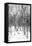 Cuba Fuerte Collection B&W - Desert of White Trees-Philippe Hugonnard-Framed Stretched Canvas