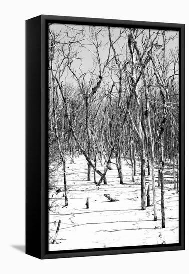 Cuba Fuerte Collection B&W - Desert of White Trees-Philippe Hugonnard-Framed Stretched Canvas