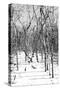 Cuba Fuerte Collection B&W - Desert of White Trees-Philippe Hugonnard-Stretched Canvas