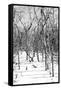 Cuba Fuerte Collection B&W - Desert of White Trees-Philippe Hugonnard-Framed Stretched Canvas