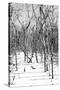 Cuba Fuerte Collection B&W - Desert of White Trees-Philippe Hugonnard-Stretched Canvas