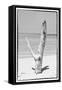 Cuba Fuerte Collection B&W - Tree on the Beach-Philippe Hugonnard-Framed Stretched Canvas