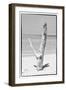 Cuba Fuerte Collection B&W - Tree on the Beach-Philippe Hugonnard-Framed Photographic Print