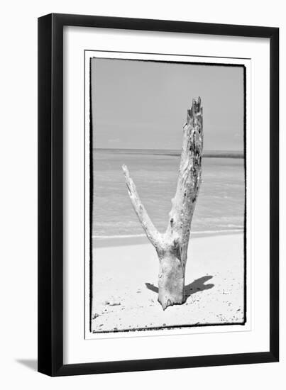 Cuba Fuerte Collection B&W - Tree on the Beach-Philippe Hugonnard-Framed Photographic Print