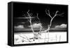 Cuba Fuerte Collection B&W - Trees and White Sand II-Philippe Hugonnard-Framed Stretched Canvas