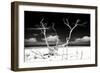 Cuba Fuerte Collection B&W - Trees and White Sand II-Philippe Hugonnard-Framed Photographic Print