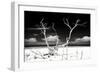 Cuba Fuerte Collection B&W - Trees and White Sand II-Philippe Hugonnard-Framed Photographic Print