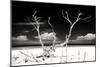 Cuba Fuerte Collection B&W - Trees and White Sand II-Philippe Hugonnard-Mounted Photographic Print