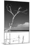 Cuba Fuerte Collection B&W - Trees and White Sand III-Philippe Hugonnard-Mounted Photographic Print