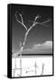 Cuba Fuerte Collection B&W - Trees and White Sand III-Philippe Hugonnard-Framed Stretched Canvas