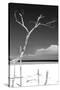 Cuba Fuerte Collection B&W - Trees and White Sand III-Philippe Hugonnard-Stretched Canvas