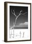 Cuba Fuerte Collection B&W - Trees and White Sand III-Philippe Hugonnard-Framed Photographic Print