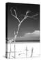 Cuba Fuerte Collection B&W - Trees and White Sand III-Philippe Hugonnard-Stretched Canvas