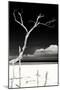 Cuba Fuerte Collection B&W - Trees and White Sand IV-Philippe Hugonnard-Mounted Photographic Print