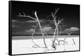 Cuba Fuerte Collection B&W - Trees and White Sand V-Philippe Hugonnard-Framed Stretched Canvas