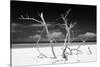 Cuba Fuerte Collection B&W - Trees and White Sand V-Philippe Hugonnard-Stretched Canvas