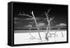 Cuba Fuerte Collection B&W - Trees and White Sand V-Philippe Hugonnard-Framed Stretched Canvas