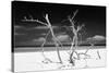 Cuba Fuerte Collection B&W - Trees and White Sand V-Philippe Hugonnard-Stretched Canvas