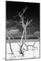 Cuba Fuerte Collection B&W - Trees and White Sand VI-Philippe Hugonnard-Mounted Photographic Print