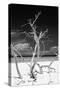 Cuba Fuerte Collection B&W - Trees and White Sand VI-Philippe Hugonnard-Stretched Canvas