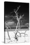 Cuba Fuerte Collection B&W - Trees and White Sand VI-Philippe Hugonnard-Stretched Canvas