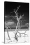 Cuba Fuerte Collection B&W - Trees and White Sand VI-Philippe Hugonnard-Stretched Canvas