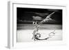 Cuba Fuerte Collection B&W - Trees and White Sand VII-Philippe Hugonnard-Framed Photographic Print