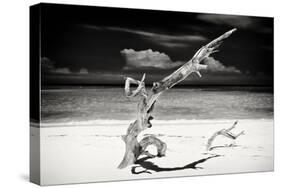 Cuba Fuerte Collection B&W - Trees and White Sand VII-Philippe Hugonnard-Stretched Canvas