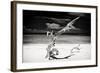 Cuba Fuerte Collection B&W - Trees and White Sand VII-Philippe Hugonnard-Framed Photographic Print