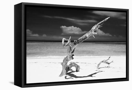 Cuba Fuerte Collection B&W - Trees and White Sand VIII-Philippe Hugonnard-Framed Stretched Canvas