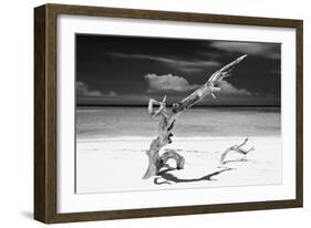 Cuba Fuerte Collection B&W - Trees and White Sand VIII-Philippe Hugonnard-Framed Photographic Print