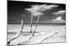 Cuba Fuerte Collection B&W - Trees and White Sand XI-Philippe Hugonnard-Mounted Photographic Print