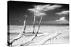 Cuba Fuerte Collection B&W - Trees and White Sand XI-Philippe Hugonnard-Stretched Canvas