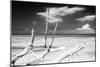 Cuba Fuerte Collection B&W - Trees and White Sand XI-Philippe Hugonnard-Mounted Photographic Print