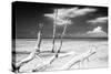 Cuba Fuerte Collection B&W - Trees and White Sand XI-Philippe Hugonnard-Stretched Canvas