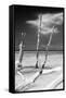 Cuba Fuerte Collection B&W - Trees and White Sand XII-Philippe Hugonnard-Framed Stretched Canvas