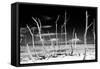 Cuba Fuerte Collection B&W - Trees and White Sand XIII-Philippe Hugonnard-Framed Stretched Canvas