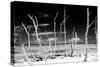 Cuba Fuerte Collection B&W - Trees and White Sand XIII-Philippe Hugonnard-Stretched Canvas