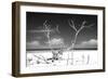 Cuba Fuerte Collection B&W - Trees and White Sand-Philippe Hugonnard-Framed Photographic Print