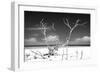 Cuba Fuerte Collection B&W - Trees and White Sand-Philippe Hugonnard-Framed Photographic Print