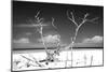 Cuba Fuerte Collection B&W - Trees and White Sand-Philippe Hugonnard-Mounted Photographic Print